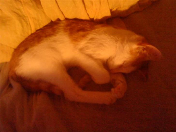 Blanding af racer Ælling billede 6