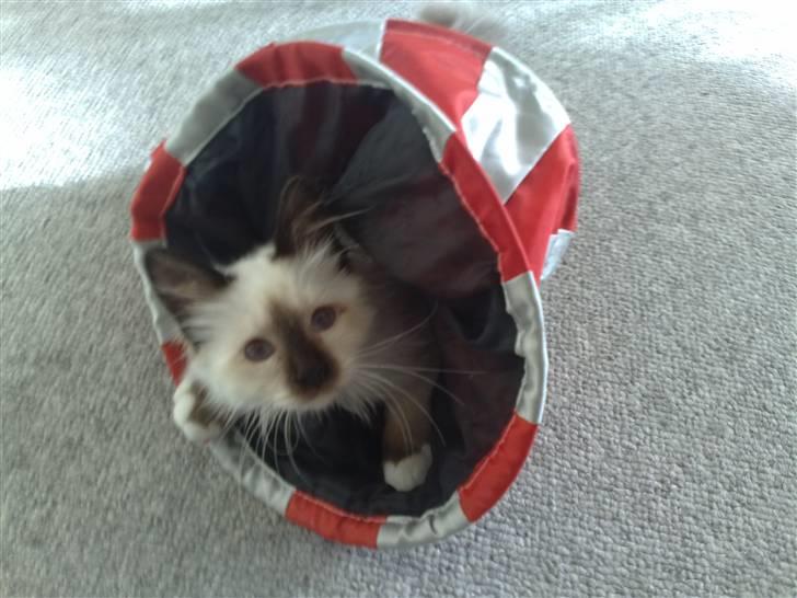 Hellig Birma Dumle-Sov sødt lille skat - mors lille skat billede 1