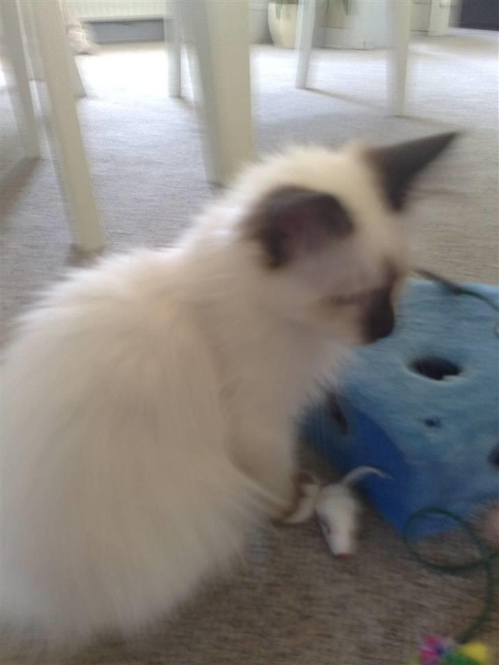 Hellig Birma Dumle-Sov sødt lille skat - den lækreste lille misser billede 2