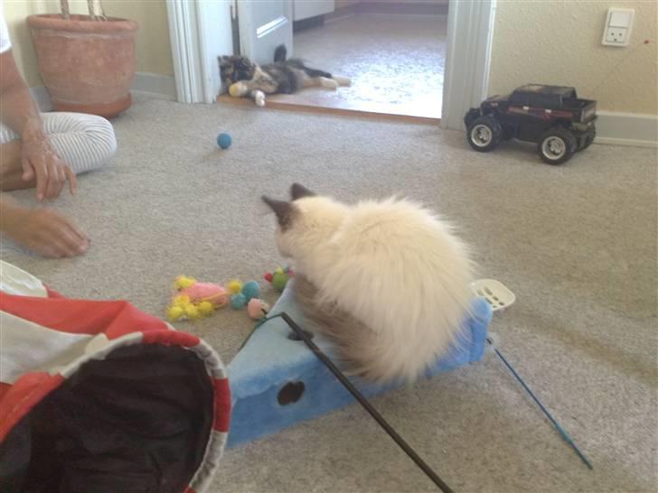 Hellig Birma Dumle-Sov sødt lille skat - hmm skal, skal ikke billede 3