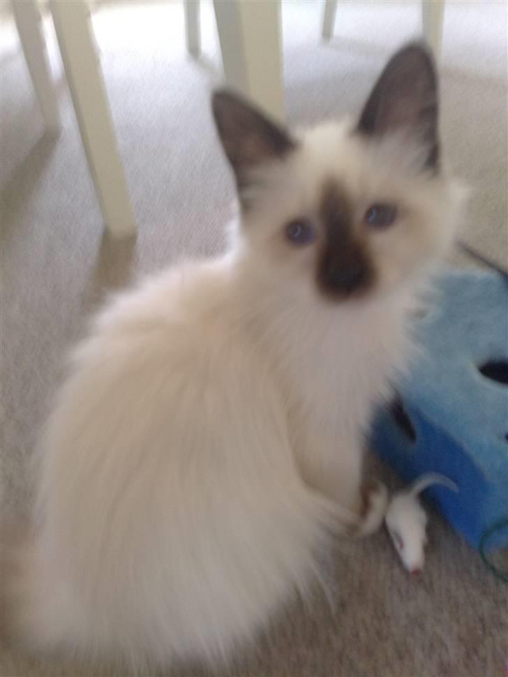 Hellig Birma Dumle-Sov sødt lille skat - Sååå dejlig billede 4