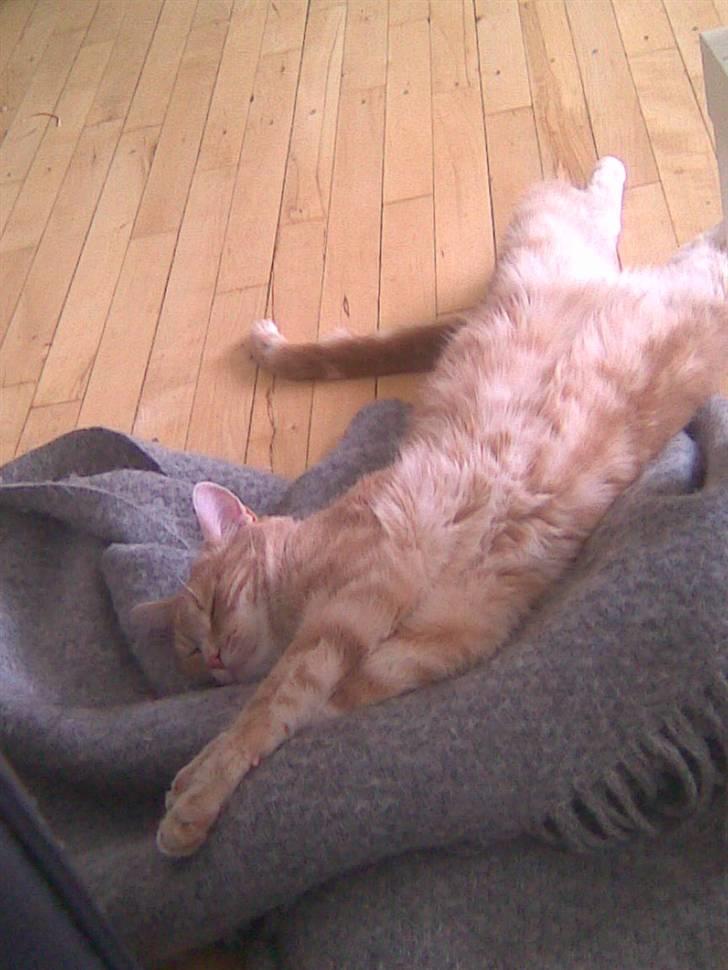 Huskat Fister billede 8