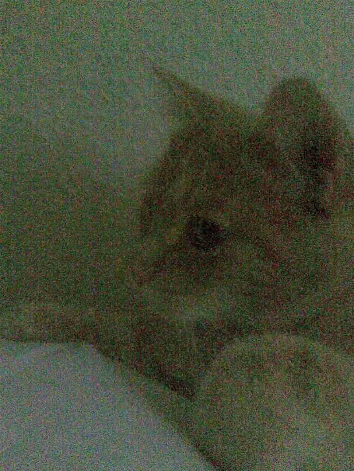 Huskat Fister billede 9