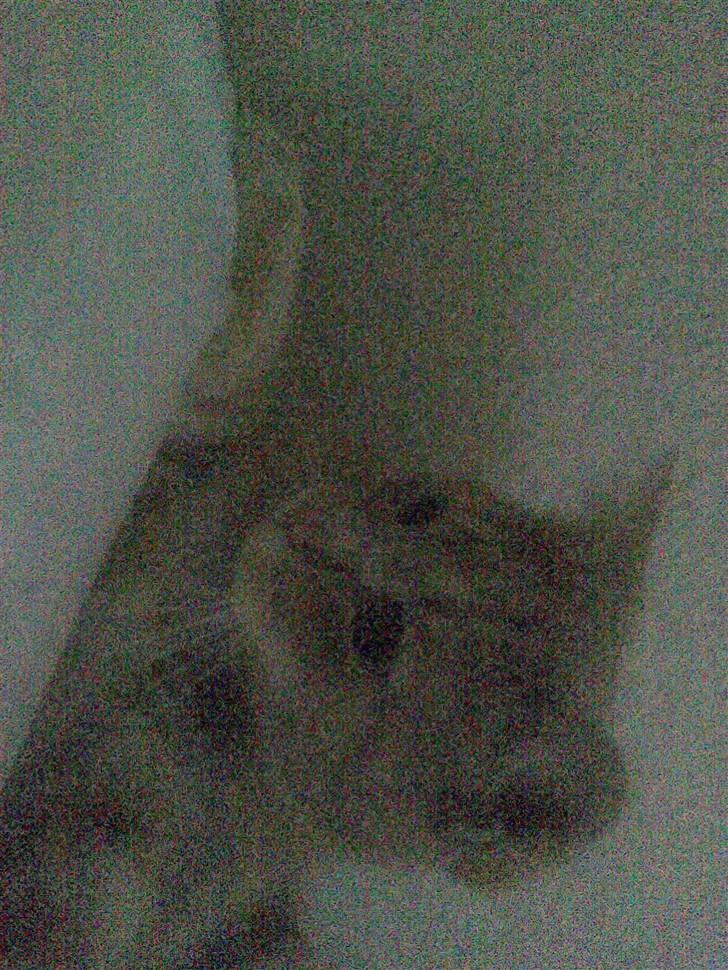 Huskat Fister billede 10