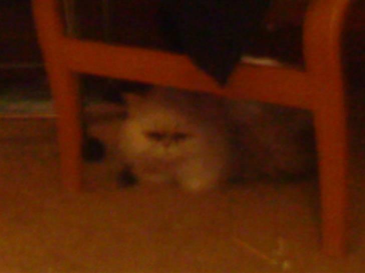 Huskat bacardi billede 5