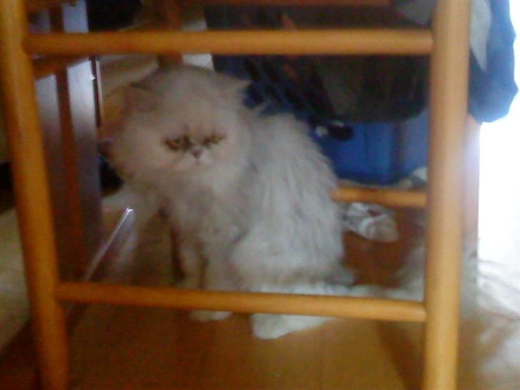 Huskat bacardi billede 6