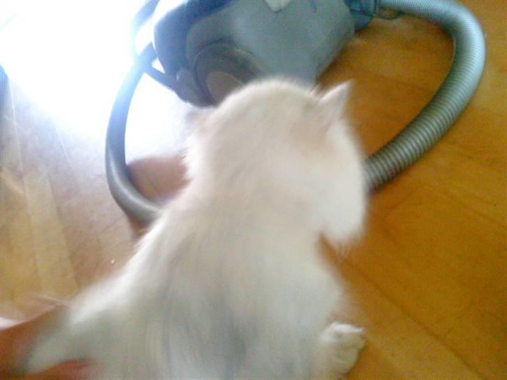 Huskat bacardi billede 7