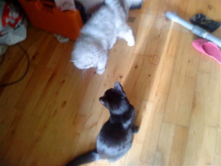 Huskat bacardi billede 8