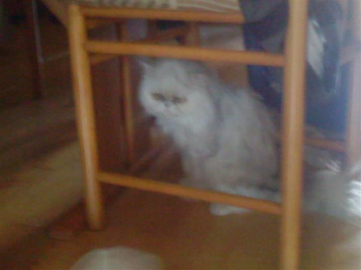 Huskat bacardi billede 9