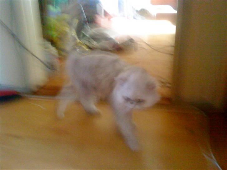 Huskat bacardi billede 10