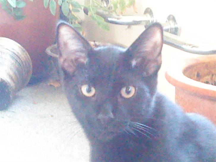 Huskat emil billede 4