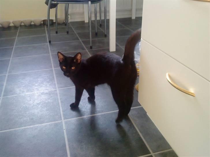 Huskat emil billede 5