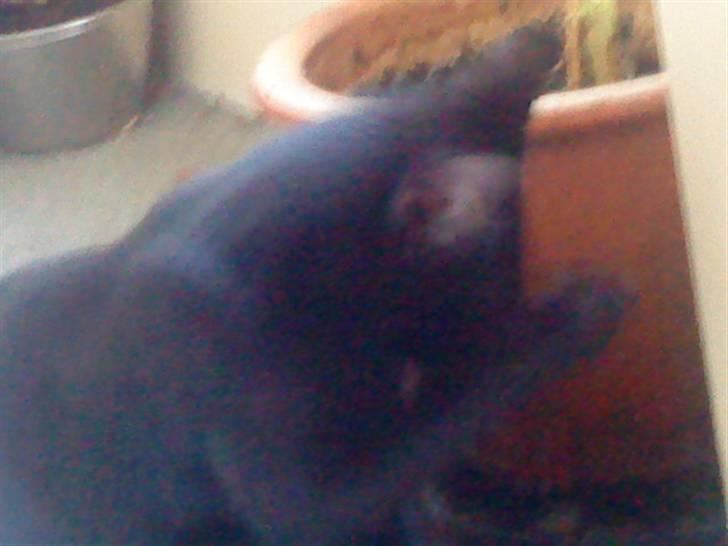 Huskat emil billede 6