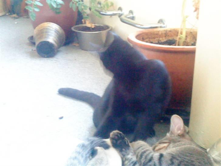 Huskat emil billede 7