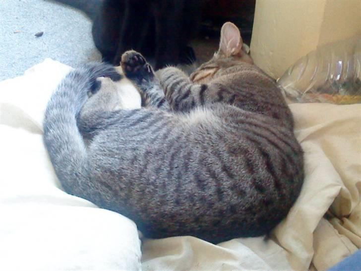 Huskat anton billede 9