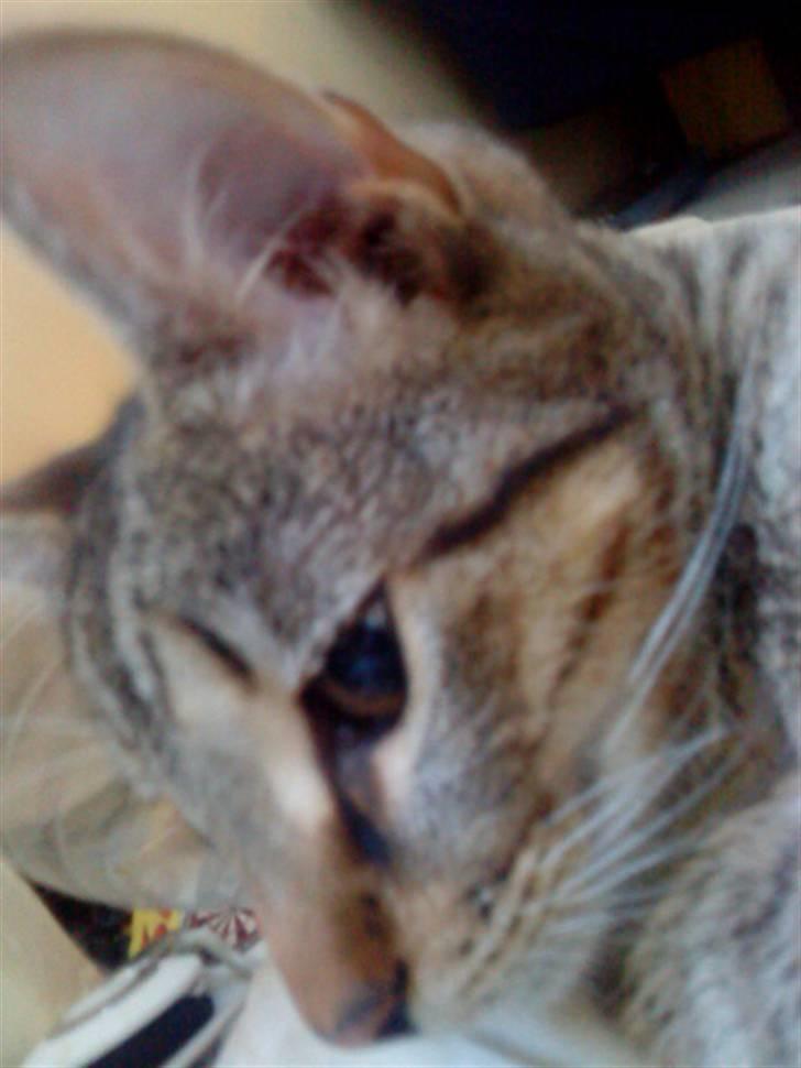 Huskat anton billede 10