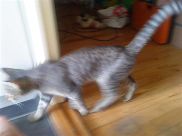 Huskat anton billede 11