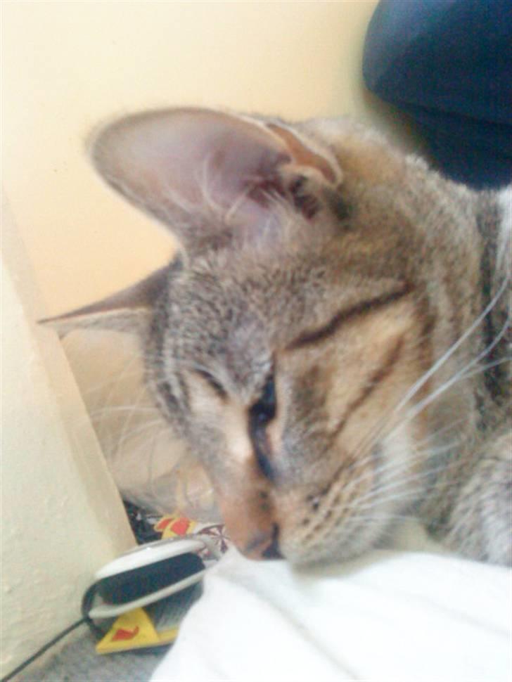 Huskat anton billede 12