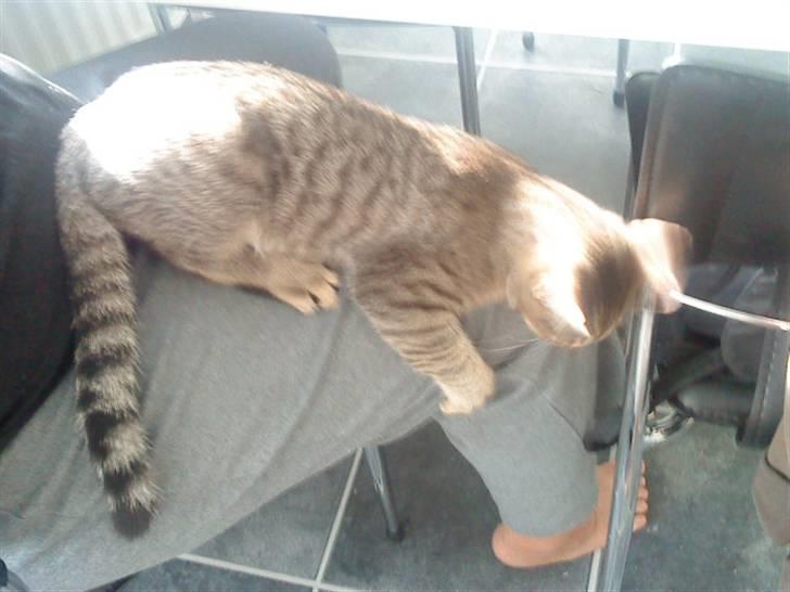 Huskat anton billede 13