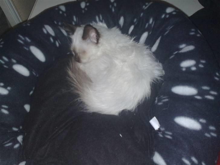 Hellig Birma Dumle-Sov sødt lille skat - mmm elsker at putte billede 5