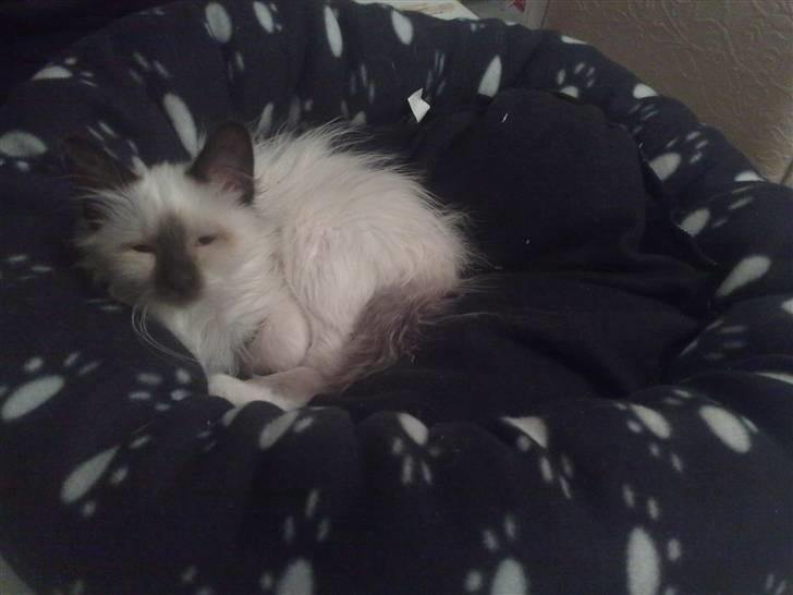 Hellig Birma Dumle-Sov sødt lille skat - Er altså alt for træt til det der billede 6