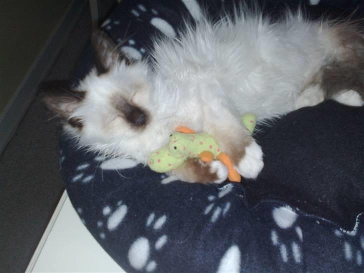 Hellig Birma Dumle-Sov sødt lille skat - :-) jeg elsker min bamse billede 7