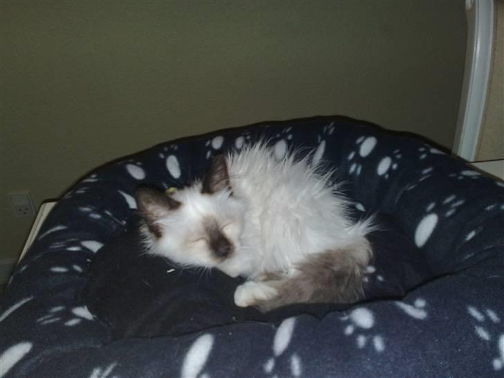 Hellig Birma Dumle-Sov sødt lille skat - ZZzZzZz billede 8