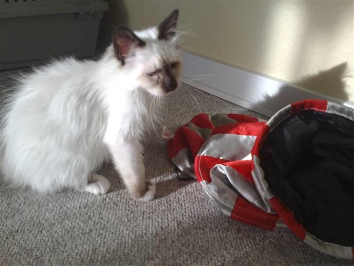 Hellig Birma Dumle-Sov sødt lille skat - hvad skal man dog lave billede 9