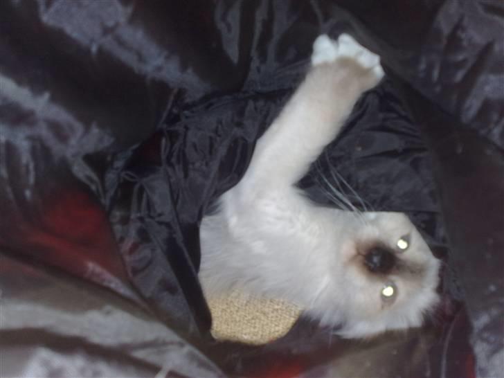 Hellig Birma Dumle-Sov sødt lille skat - dejligt med noget at gemme sig i  billede 10