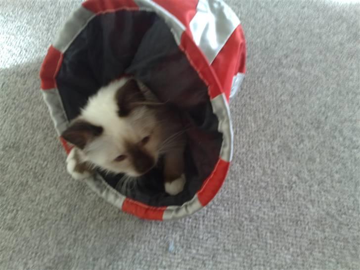 Hellig Birma Dumle-Sov sødt lille skat - ind og ud billede 11