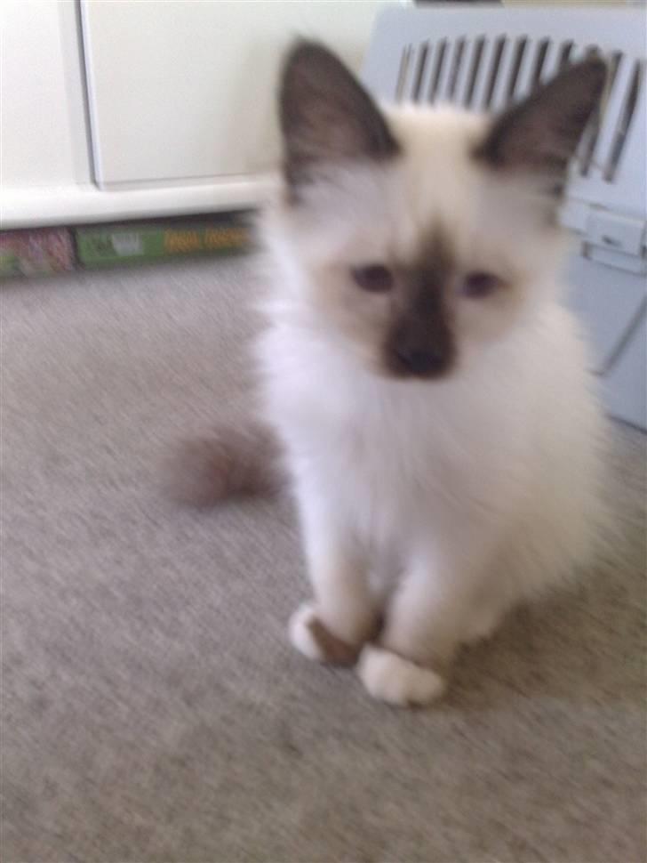 Hellig Birma Dumle-Sov sødt lille skat - Den yndigste lille killing :-) billede 12