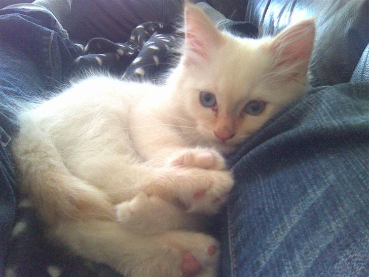 Hellig Birma Lillemand - Her ligger Manse og slapper af :) billede 1