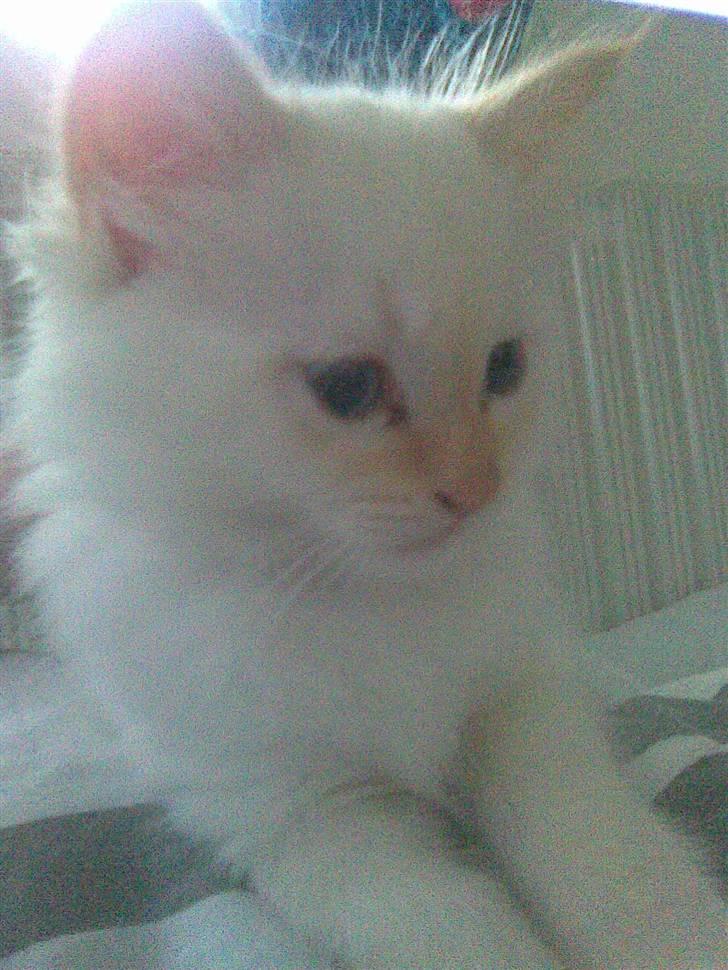 Hellig Birma Lillemand billede 2