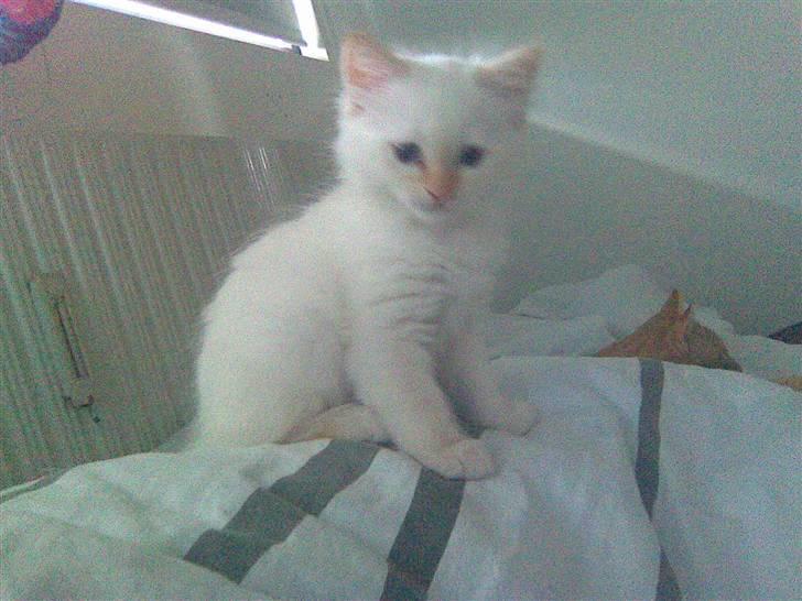 Hellig Birma Lillemand billede 3