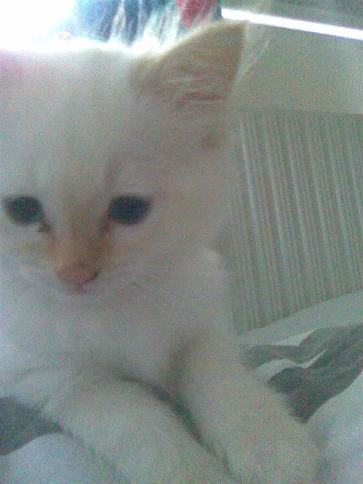 Hellig Birma Lillemand billede 4