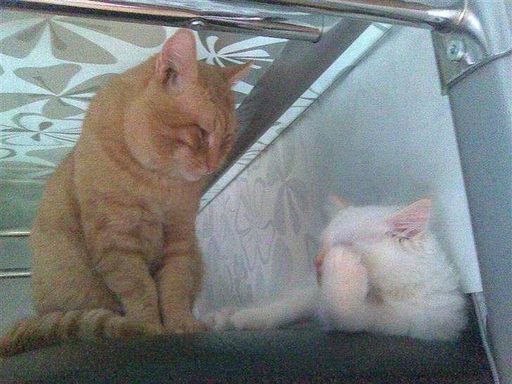 Hellig Birma Lillemand - Manse sammen med min anden kat Tukkert.. :) billede 5