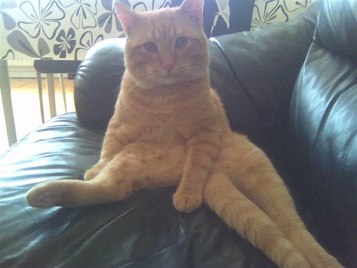 Huskat Tukkert - Tukkert der sidder og kigger.. :) billede 8