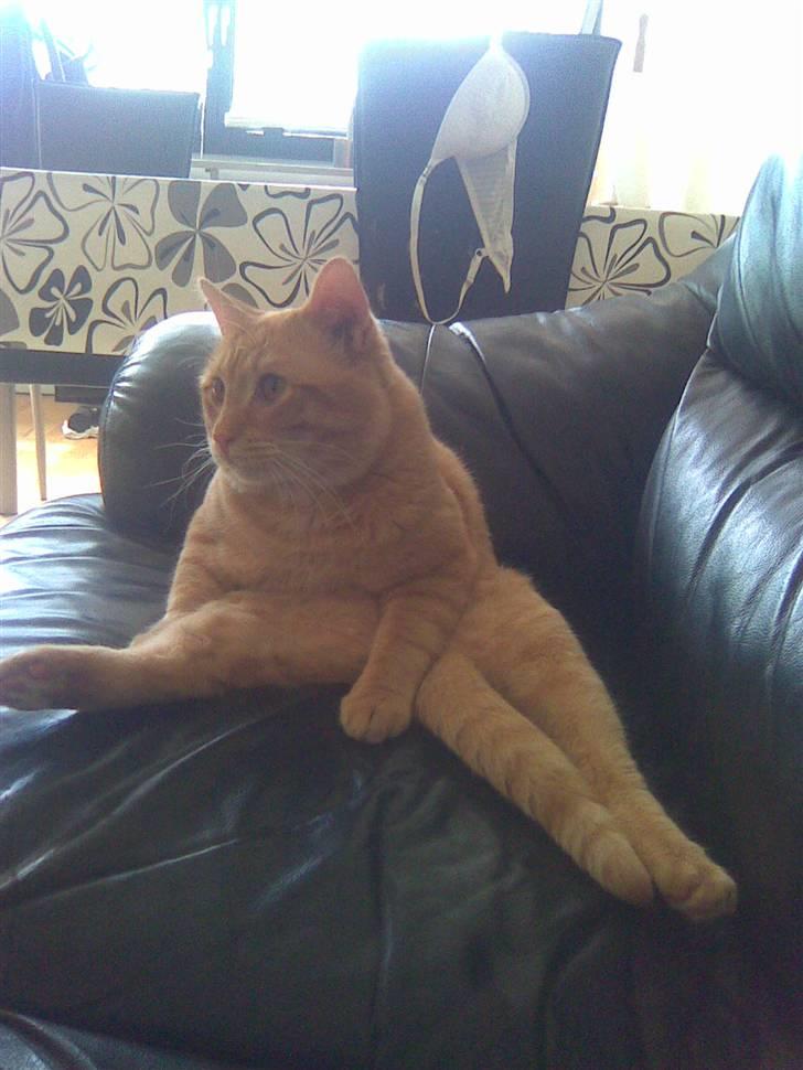 Huskat Tukkert billede 9