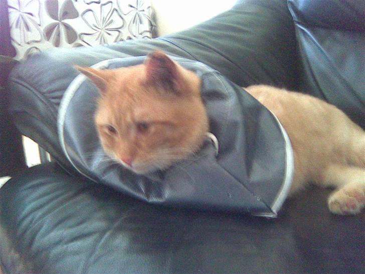 Huskat Tukkert - Tukkert efter han var blevet opereret..  billede 10