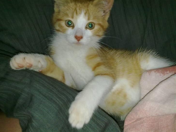 Blanding af racer prinsesse hugo billede 6