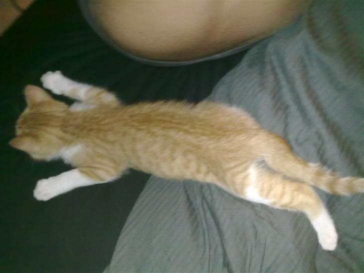 Blanding af racer prinsesse hugo - bare rolig hun har godt nok alle 4 ben, hun har bare en mani med at sove med det ene bagben under sig og alle de andre ud til hver side.  billede 7