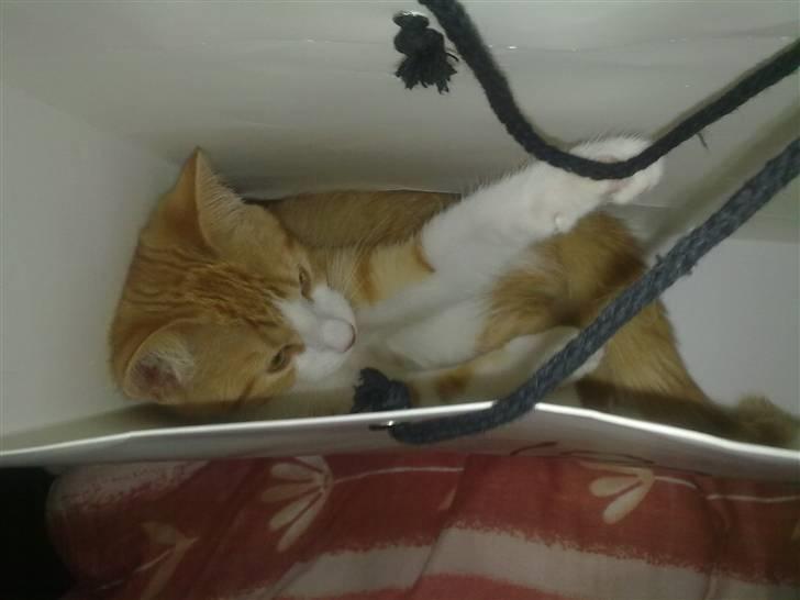 Blanding af racer prinsesse hugo - typisk hugo. poser, tasker osv, de kan ikke ligge på gulvet 5 sekunder inden hun har invaderet dem :)  billede 8