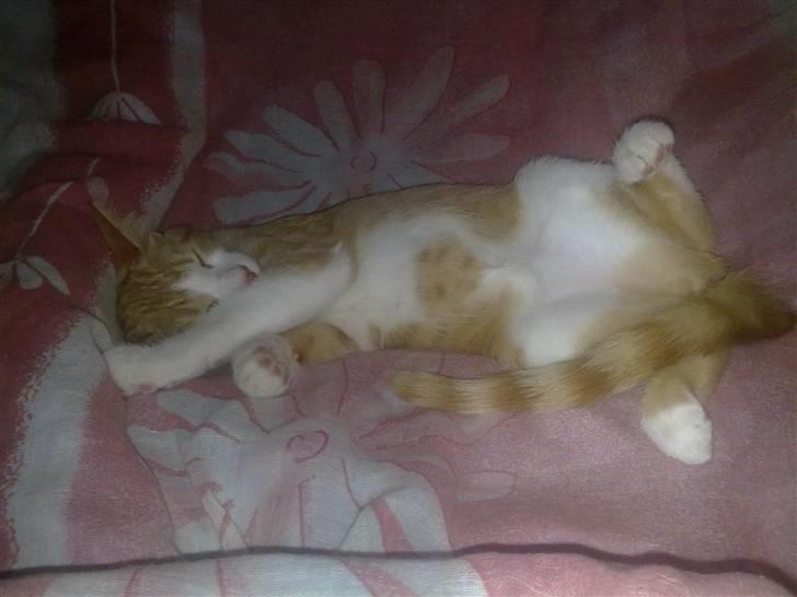 Blanding af racer prinsesse hugo billede 9