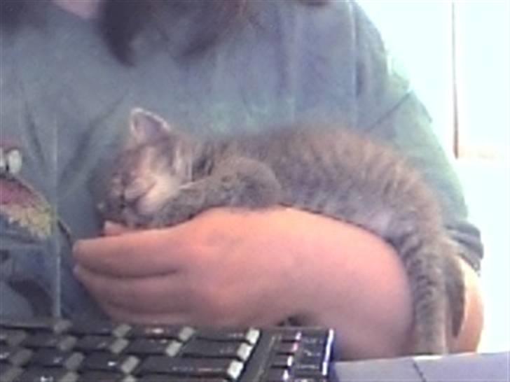 Huskat Bølle - sover sødt på min arm billede 3