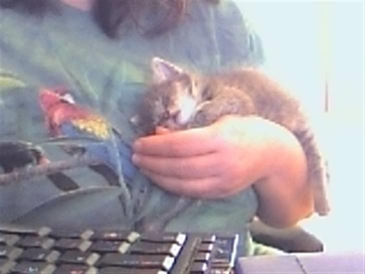 Huskat Bølle - en rigtig putte trold billede 4