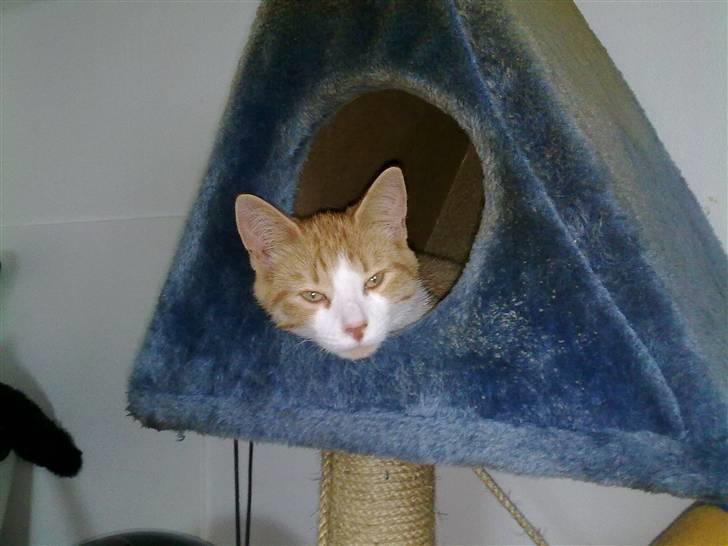 Blanding af racer prinsesse hugo - "skrid mor, jeg prøver at sove så skal du jo ikke komme og tage billeder af mig " ...  billede 10