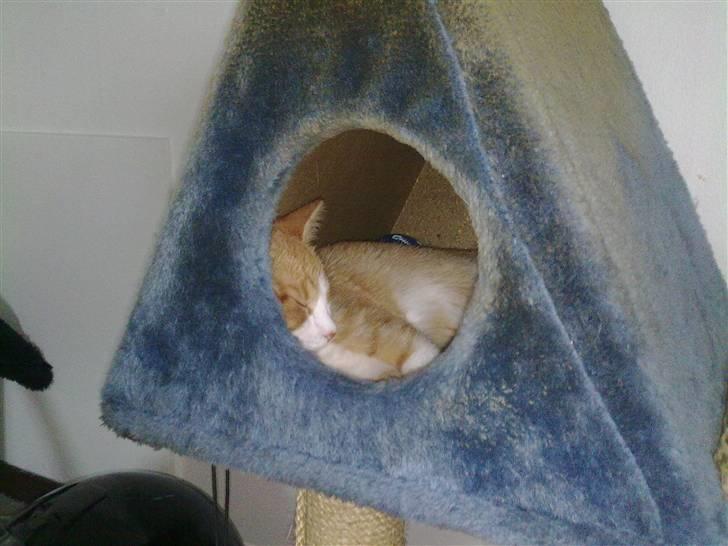 Blanding af racer prinsesse hugo - ja hun kan sgu snart ikke være inde i hendes hule mere så stor som hun bliver. :)  billede 11