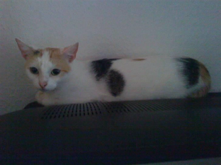 Tyrkisk Van Kida - Kida kan godt lide at ligge på fjernsynet. billede 1