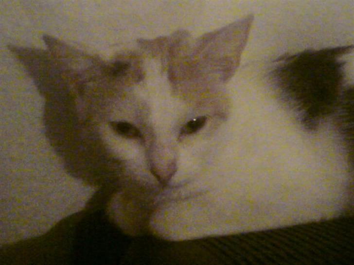 Tyrkisk Van Kida - Nærbillede. billede 2