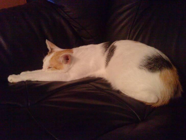 Tyrkisk Van Kida - Kida ligger i hjørnet af sofaen. billede 3